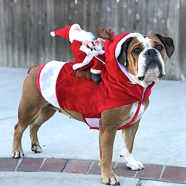 Disfraces de navidad para mascotas, disfraz divertido de papá noel